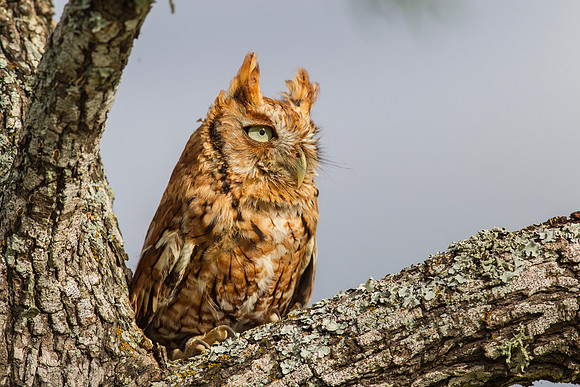 Eastern screech-owl KAC7331