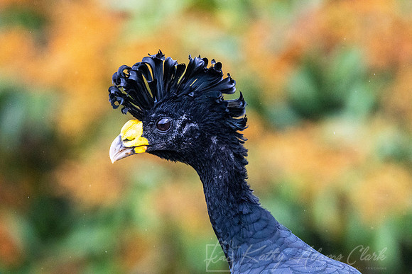 Great Curassow KAC6515
