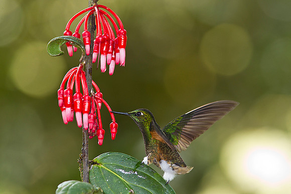 Buff-tailed coronet hummingbird KAC0344