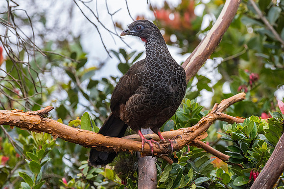 Andean guan KAC9195