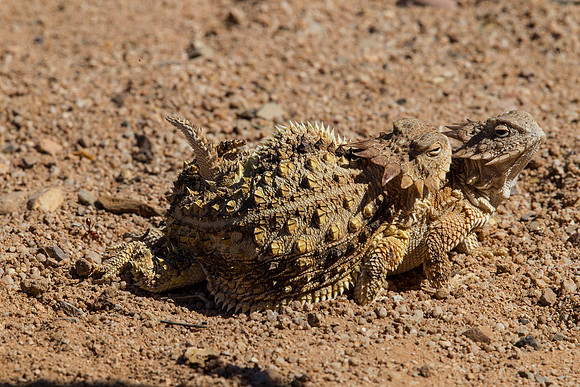 Regal Horned Lizard KAC9033