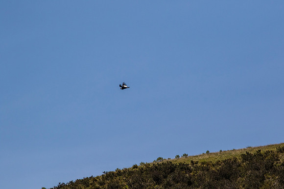 Andean Condor KAC8462
