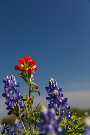Indian Paintbrush KAC0775