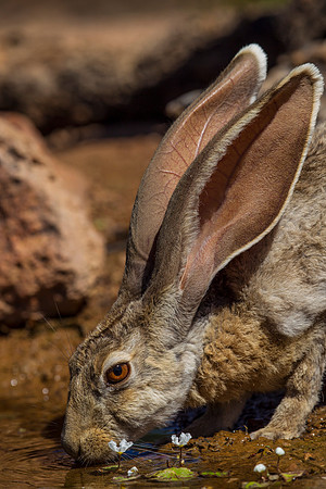Antelope jackrabbit KAC8883