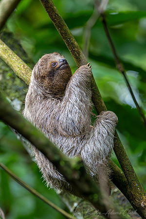Three-toed sloth KAC3869-Enhanced-NR