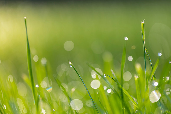 Grass Morning Spring KAC0572