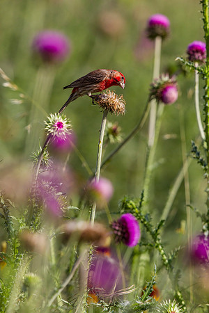 House finch KAC8352