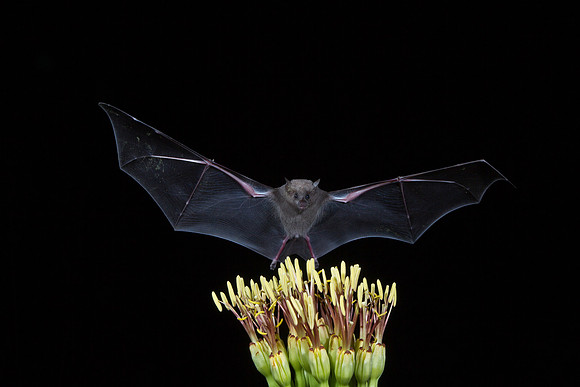 Mexican Long-tongued Bat KAC2042