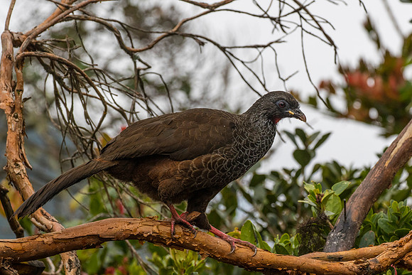 Andean guan KAC9187