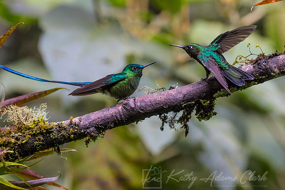 Long-tailed slyph hummingbird KAC7922