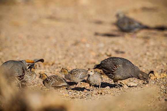 Gambel's quail KAC8884
