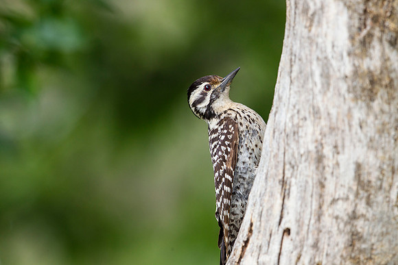 Ladder-backed woodpecker KAC7883
