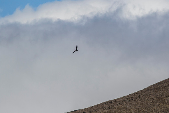 Andean Condor KAC8300