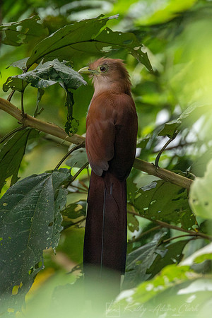 Squirrel cuckoo KAC5189-Enhanced-NR