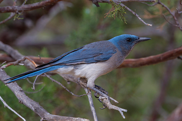 Mexican Jay KAC8744