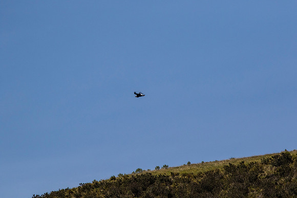 Andean Condor KAC8460