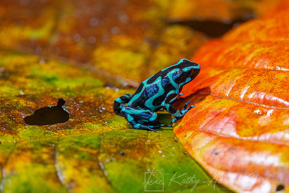 Green-and-black poison dart frog KAC4749