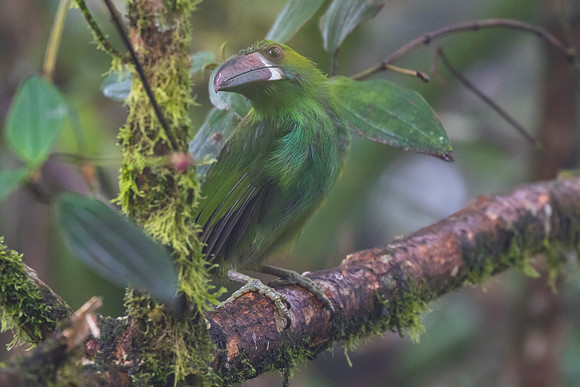Crimson-rumped toucanet KAC9732