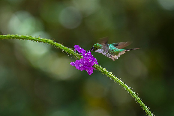 Booted racket-tail hummingbird KAC9695