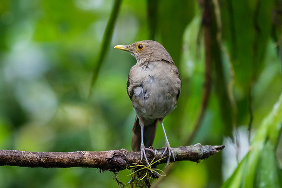 Ecuadorian thrush KAC0054