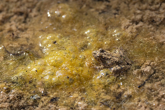 Rio Grande Leopard Frog Lithobates berlandieriKAC9996