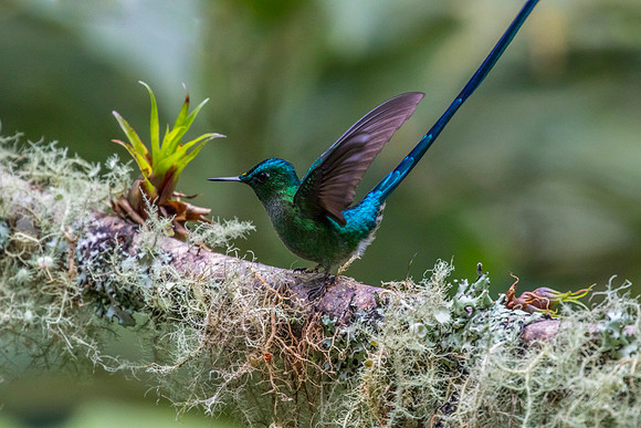 Long-tailed slyph hummingbird KAC7928
