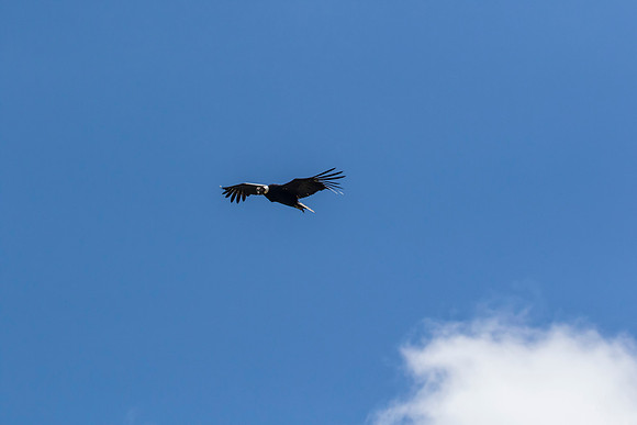 Andean Condor KAC8482