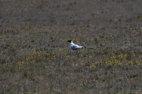 Andean gull KAC8758
