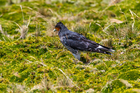 Carunculated caracara KAC8743