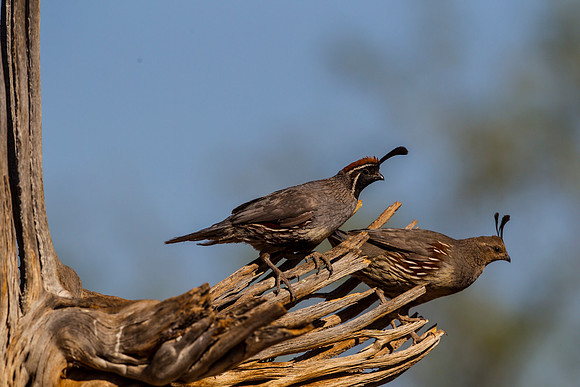 Gambel's quail KAC8945