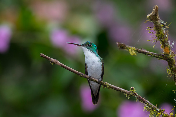 Andean emerald hummingbird KAC0893