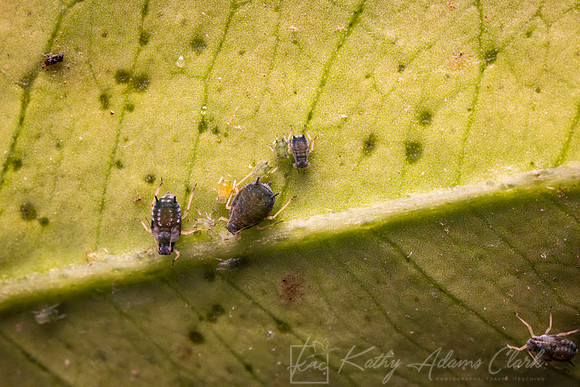 Aphids KAC2806-Enhanced-NR