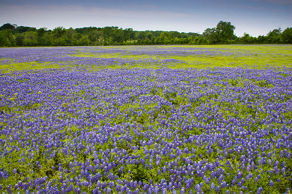 8 Bluebonnet blooms KAC40768