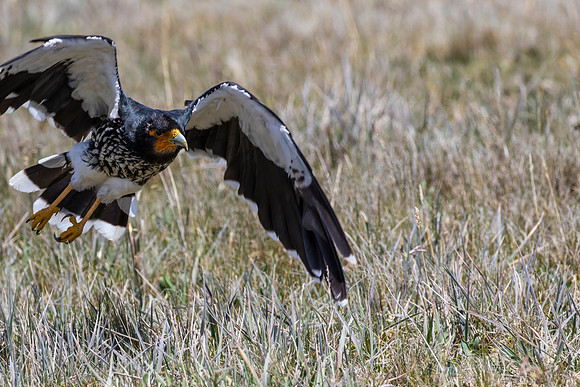 Carunculated caracara KAC8651