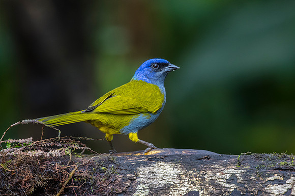 Blue-capped tanager KAC9846