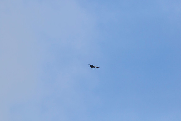Andean Condor KAC8285