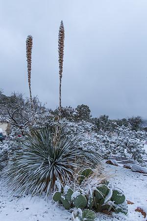 Big Bend National Park Snow KAC0622