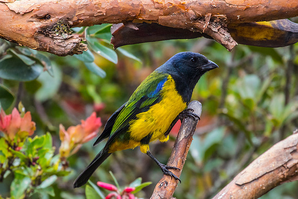 Black-chested mountain-tanager KAC9264