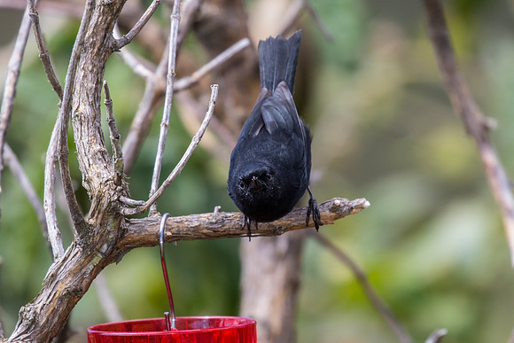Black flowerpiercer KAC8798