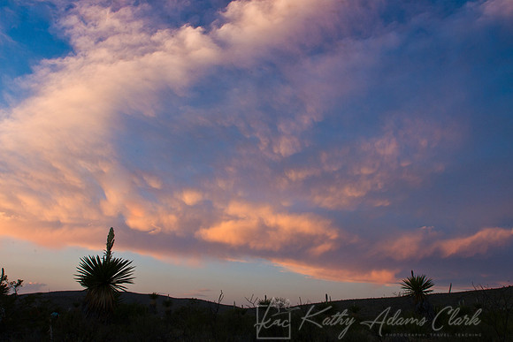 Dagger yucca KAC030739