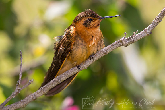 Shining sunbeam Hummingbird KAC8268