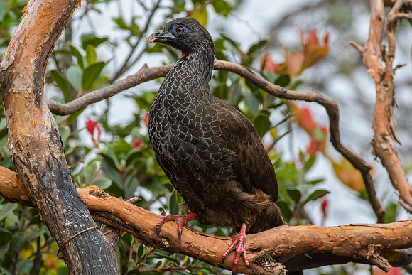 Andean guan KAC9209