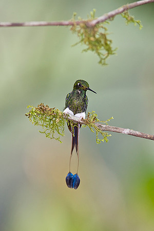 Booted racket-tail hummingbird KAC 7342
