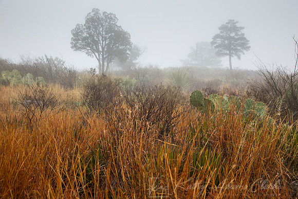 Tree in Fog KAC0535