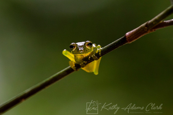 Ghost glass frog KAC4806-Enhanced-NR