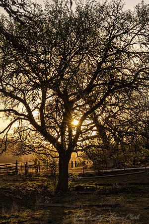 Sunset Tree KAC9792