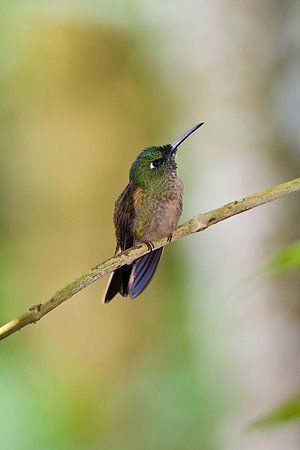 buff-tailed coronet hummingbird KAC4393