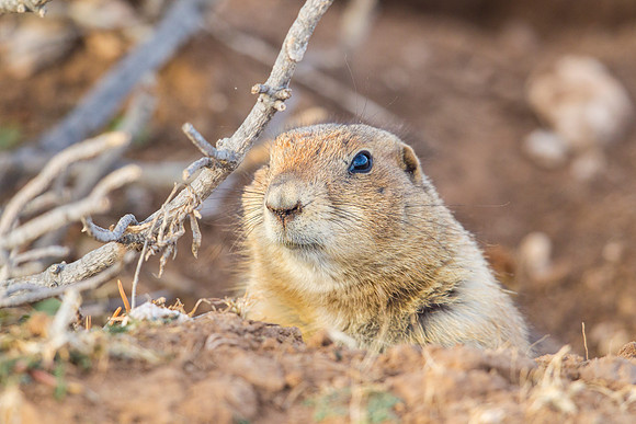 4 Black-tailed prairie dog KAC4567