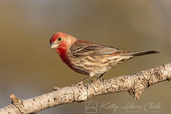 House finch KAC9641