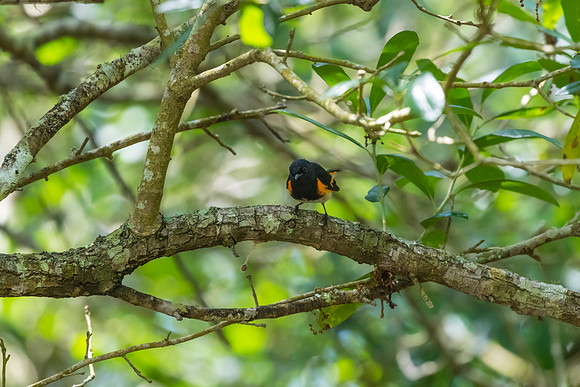 American redstart KAC1760